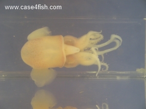Foto Galerie/Cephalopoda/Sepiola atlantica/Sepiola atlantica_02_S.jpg